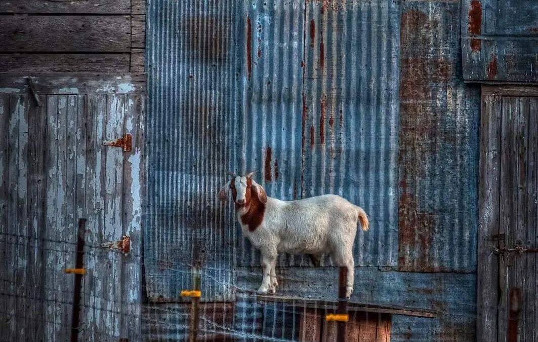 Country Scene Goat Barn Christian Devotion Scripture Inspiration